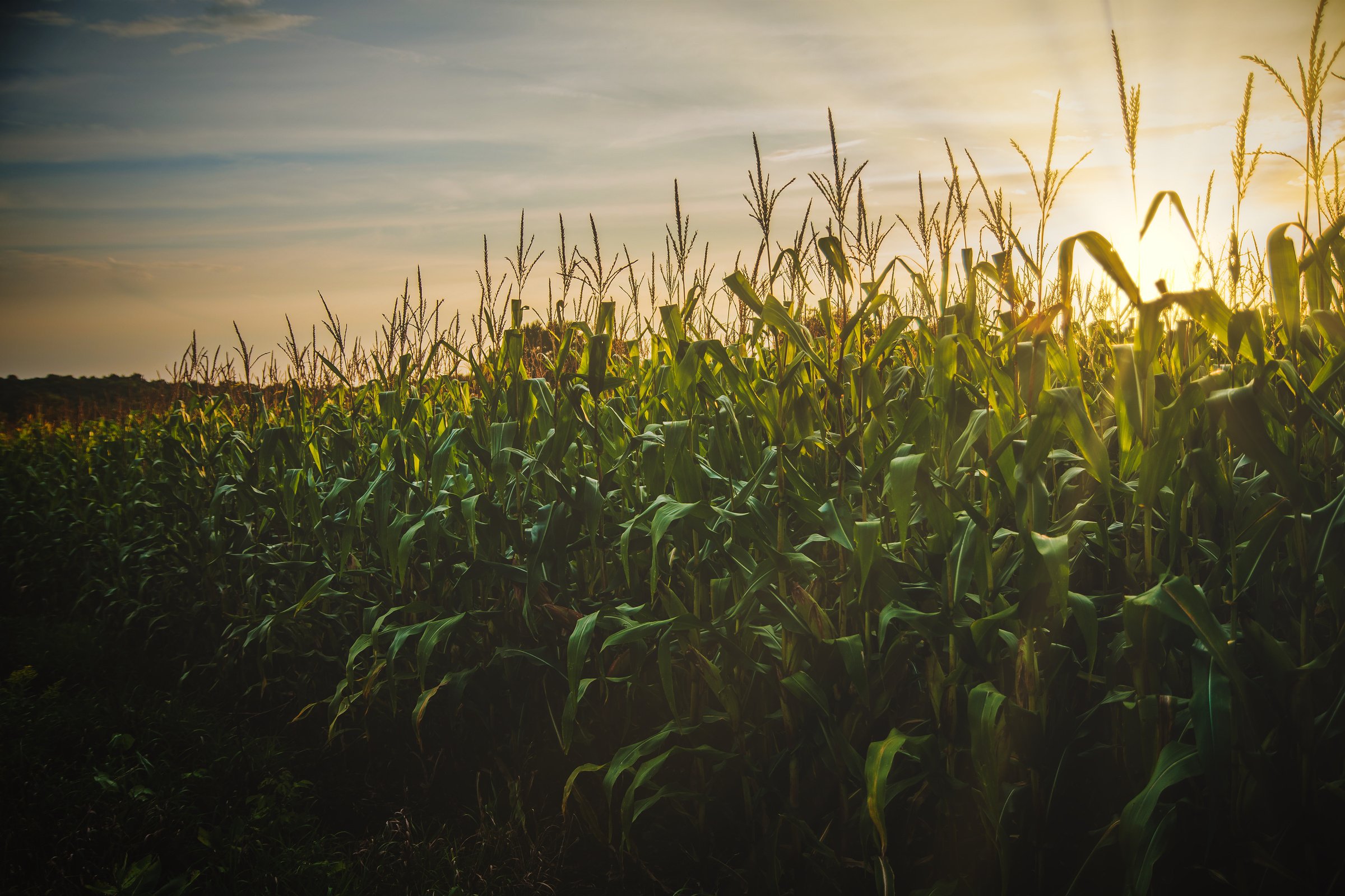 Corn Field